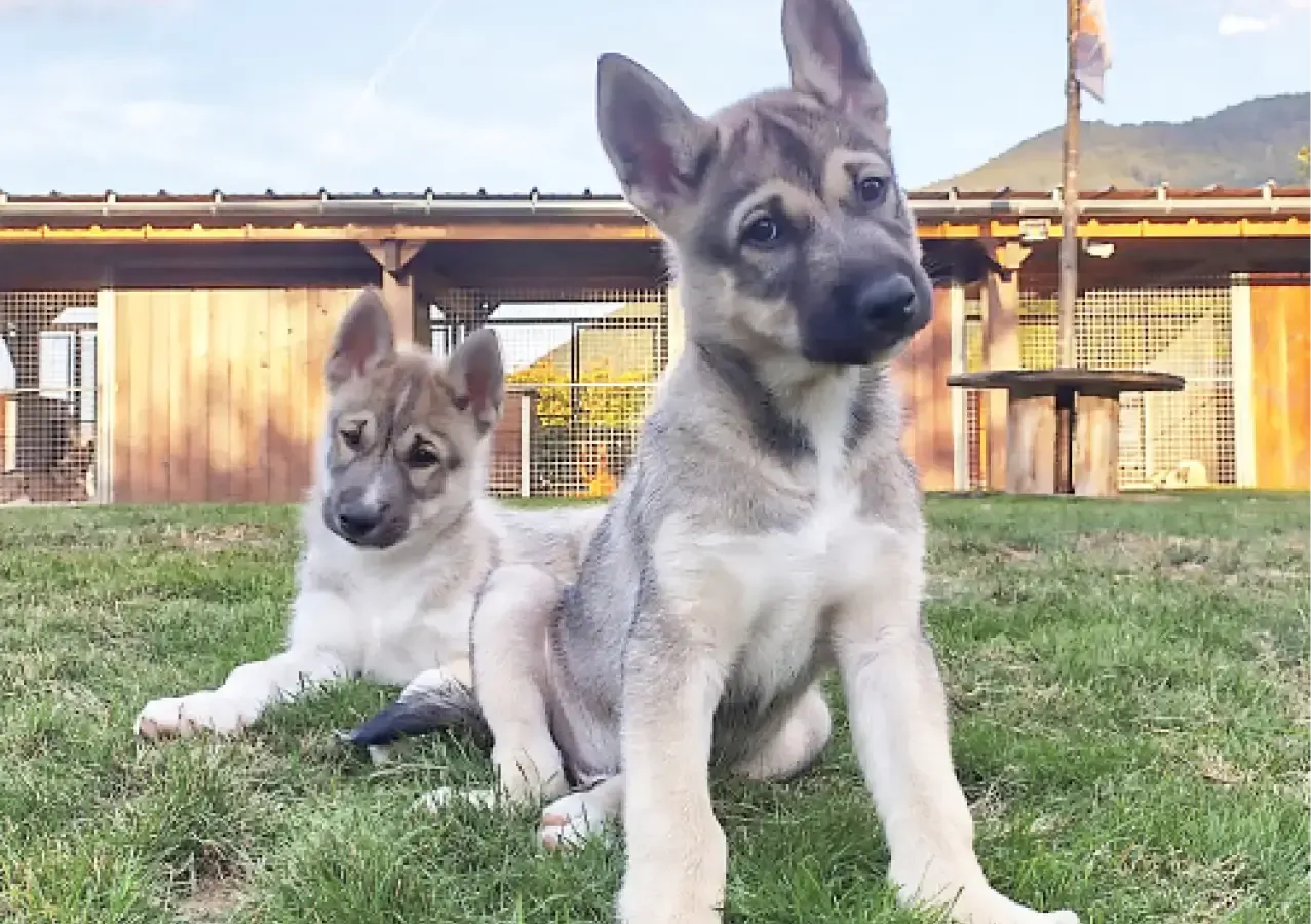 Huskies Escapade - Huskies chiots